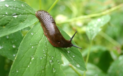 Осенний фронт против вредителей открыт: как избавить участок от незваных гостей до наступления морозов