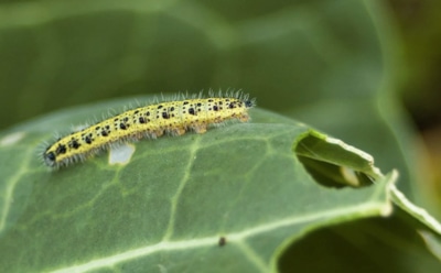Когда гусеницы атакуют капусту: это домашнее средство заставит их исчезнуть без следа