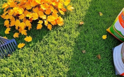 Газон готовится к зиме, а сорняки к реваншу: осенний ход, который поставит их на место