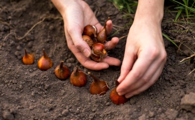 Огород и под снегом работает: посейте эти культуры осенью — и весной будете с урожаем