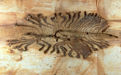 Он проедает все на пути: как защитить деревья и дом от короеда до того, как станет поздно