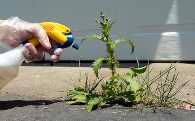Сорняки больше не вернутся: дачники нашли копеечный раствор, который работает лучше химии