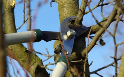 Опасная привычка осени: какие растения гибнут после «полезной» обрезки