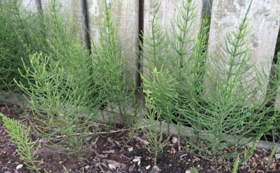 Сорняк из эпохи динозавров: как хвощ полевой превращается в природный щит для сада