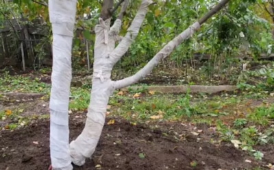 Белить больше не нужно: новая «одежда» для деревьев, которая спасет их от морозов и грызунов