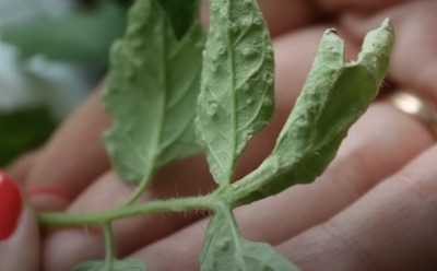 Не спешите бить тревогу: почему на листьях томатов появляются волдыри и как их остановить