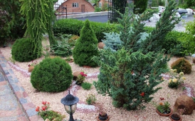 Невидимая угроза для елей и сосен: какие вредители атакуют хвойные деревья и как спасти посадки