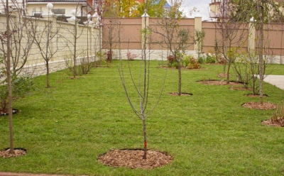 Мороз уже близко: пошаговая подготовка молодых саженцев, чтобы весной не пересаживать заново