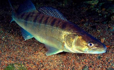 Ночной охотник просыпается: когда и где искать судака в ноябре, чтобы не вернуться домой с пустыми руками