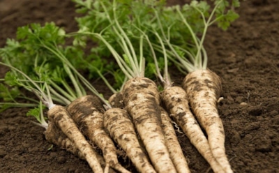 Петрушка в снегу, шпинат под инеем: секрет подзимнего сева для богатого весеннего урожая