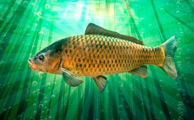 Чесночная магия на крючке: как простая приманка превращает осеннюю рыбалку в праздник улова