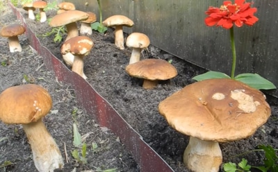 Грибной эксперимент в саду: как заставить лесные грибы расти рядом с домом и не ждать годами