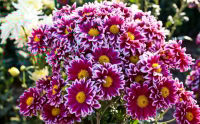 Не спешите осенью с ножницами: почему хризантемы нужно обрезать только весной