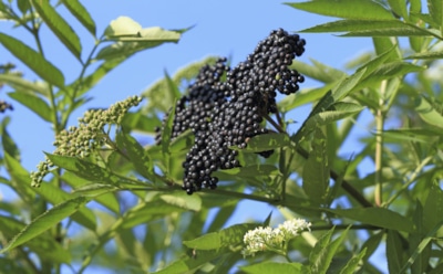 Природный охранник сада: это растение защищает участок от кротов, мышей и тли