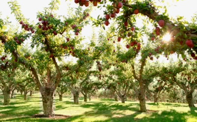 Деревья тоже хотят обедать: как составить идеальный график подкормок для урожая без потерь