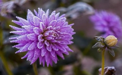 Цветы не прощают ошибок: как подготовить георгины к зиме, чтобы весной они не превратились в гниль