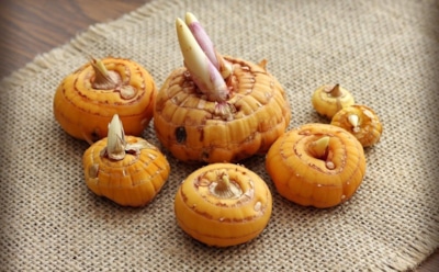 Осенний тест на выживание для гладиолусов: как выбрать и сохранить луковицы без потерь и плесени