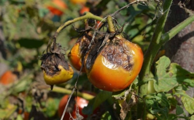 После сбора урожая битва продолжается: как выжечь фитофтору с корнем и не навредить земле