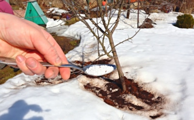 Снег не помеха урожаю: зачем поздней осенью вносить кальций и как он работает зимой