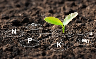 Когда даже полив не спасает: как понять, что растениям не хватает калия