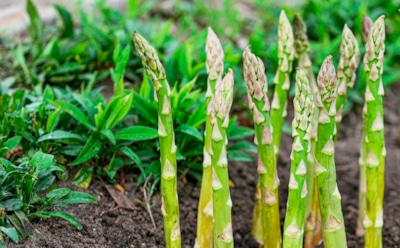 Не вся экзотика капризна: эти овощи в средней полосе растут не хуже картошки