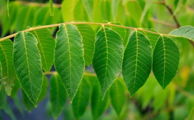 Не спешите выбрасывать ореховые листья: садоводы раскрыли их скрытую пользу