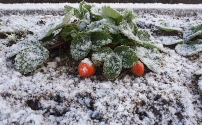 Ноябрьский секрет садоводов: как подготовить клубнику к зиме так, чтобы летом засыпало ягодами