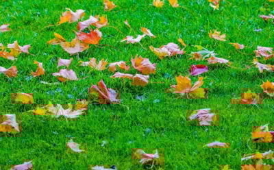 Зеленый ковер без проплешин: как правильно подготовить газон к зиме и не навредить растениям
