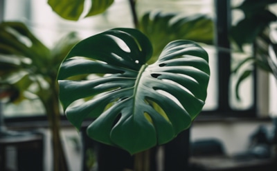 Зеленые обманщики под окном: россиянам рассказали, какие комнатные растения таят токсичный секрет