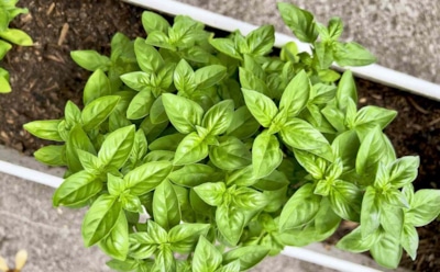 Базилик бросил вызов холоду: дачники доказали, что ароматная зелень не боится мороза