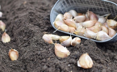 Чеснок начинается с головки: как правильно отобрать и подготовить посадочный материал под зиму