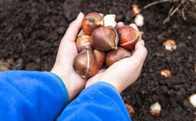 Глубже, но не слишком: правила посадки тюльпанов, о которых забывают даже опытные садоводы