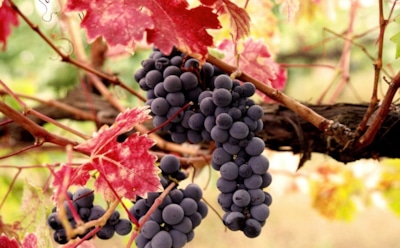 Первый мороз — главный экзамен: как помочь молодому винограду пережить зиму без потерь