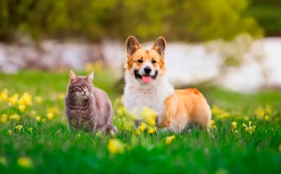 Коты и псы идут в наступление — есть ответ: как защитить грядки без вреда для питомцев и урожая