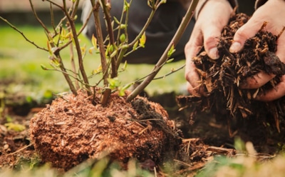 Не все переживут ноябрь: как выбрать кустарники, которые действительно стоит сажать под зиму