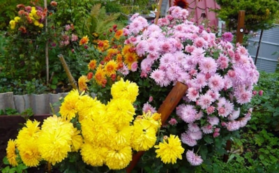 Секрет осеннего чуда: как заложить основу пышного цветения хризантем перед зимой