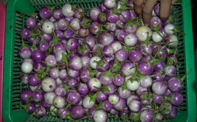 Тропический гость на сибирских грядках: чем удивляет тайский гороховидный баклажан