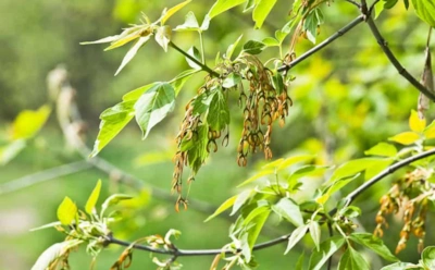 Берите топор — такие соседи вам ни к чему: деревья, которые портят участок и опасны для построек