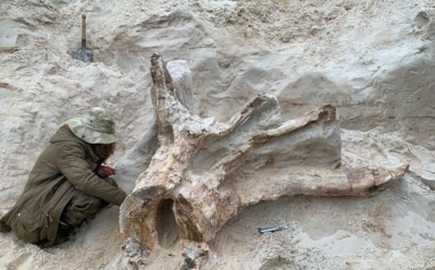 Древнее, чем динозавры: в Ленинградской области нашли окаменевший пень возрастом 385 миллионов лет