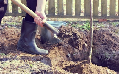Последний аккорд осени: какие деревья и кустарники можно посадить в ноябре — советы для сильного старта весной