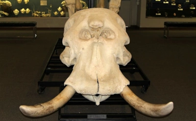 Тайник в черепе мамонта: археологи нашли древний схрон с артефактами под Зарайском