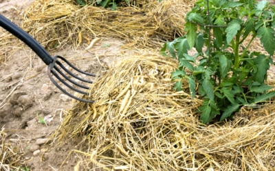 Мульча не всегда спасает: 5 ошибок, из-за которых почва задыхается, а урожай гибнет