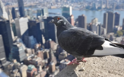 Птицы теряют путь: экологи заявили о тревожных признаках климатического коллапса