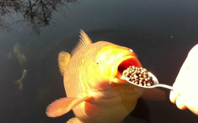 Карп и кофе — странный дуэт: но именно он делает осеннюю рыбалку результативной — попробуйте сами