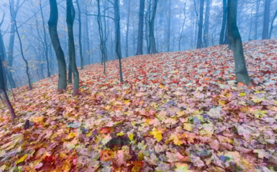 Осенний дождь из листвы: ученые раскрыли масштабы природного «снегопада» в дальневосточных лесах