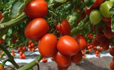 Царский урожай на грядке: новый сорт помидоров покоряет дачников мощью и выносливостью