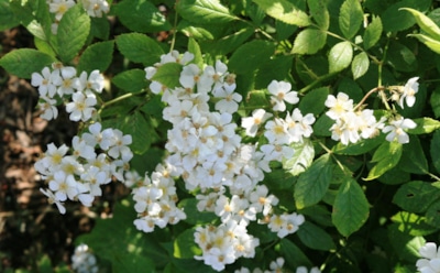 Южанка, не боящаяся морозов: как вырастить многоцветковую розу, которая цветет до поздней осени