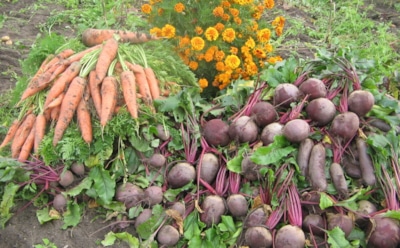 Земля вместо холодильника: простой способ хранения урожая, о котором забыли даже старики