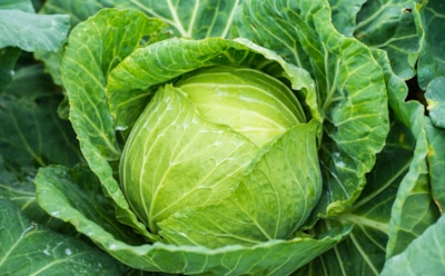 Одна хитрость в лунке — и кочаны гигантские: что добавить при посадке капусты