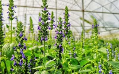 Испанский шалфей против климата: дачники проверяют, возможен ли урожай чиа в России